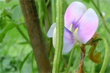 秋植豆角防锈病