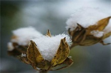 棉花蕾期栽培要点