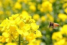 八卦田景区油菜花开正好