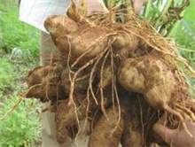 丰都县毛平引进雪莲果种植获成功