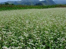 荞麦种植要点