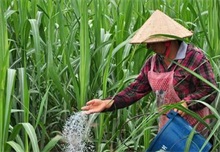 甘蔗种植技术之施肥