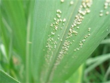 甘蔗种植技术之蚜虫防治