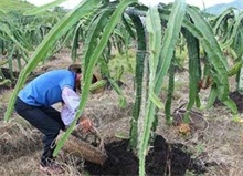 火龙果种植水肥管理技巧