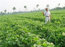 麦茬夏大豆种植技术