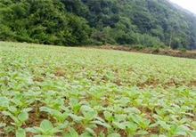 芝麻播种季适逢多雨天早防草害病害 农村创业网