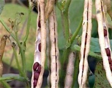 规范种植红小豆 农村创业网