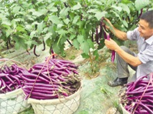 茄子夏季施肥三大禁忌