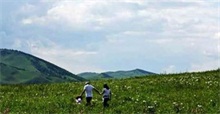 内蒙古科尔沁草原芍药花海已开放