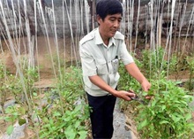 辣椒种植如何剪枝