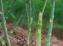 芦笋种植时间和环境条件