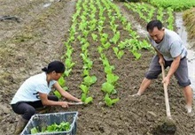 北方白菜移栽技术要点