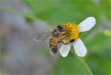 蜜蜂花粉中毒的救护