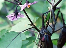 茄子紫花病防治