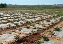 土豆全膜覆盖种植技术