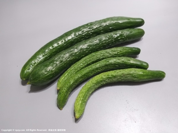 水果黄瓜越夏种植技术