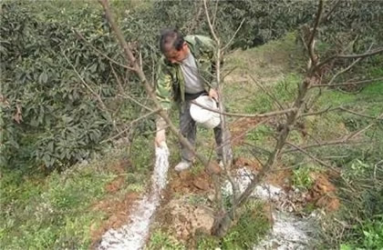 复合肥的使用要点有哪些？