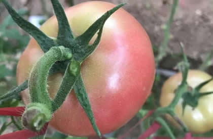 番茄青皮、花脸、裂果怎么防治？