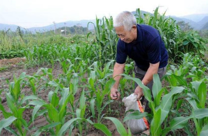 锌肥施用注意五大禁忌