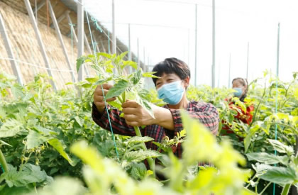 江苏江阴：家庭农场种植业综合保险为农业生产撑起“保护伞”